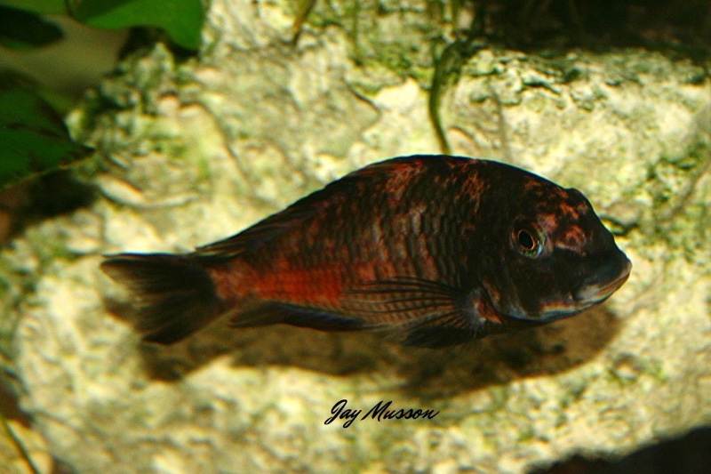 Tropheus sp. 'red' Cape Kipimbi (Kushangaza)